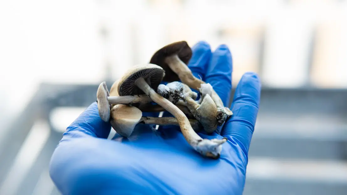 do magic mushrooms go bad