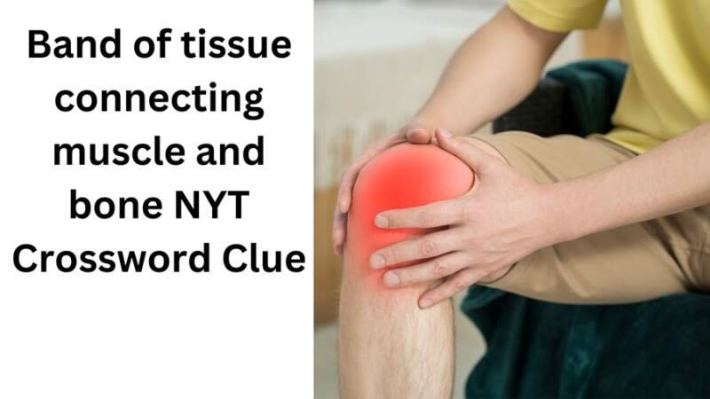 Band Of Tissue Connecting Muscle And Bone NYT